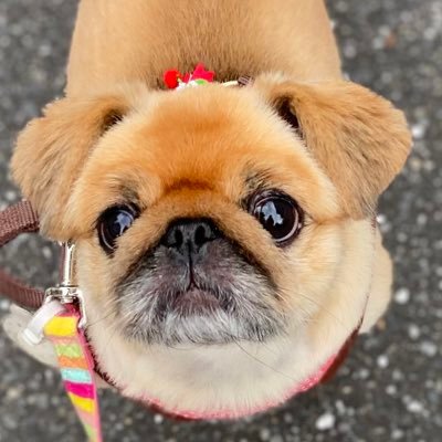 ペキニーズの峰不二子🐶2014年11月生まれ🎂にんげんの家来からは、