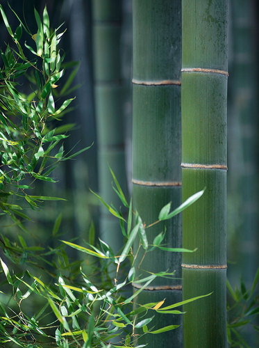 bambus_fan's profile picture. Die Vielfalt von Bambus kennen lernen.

Bambuspflanzen und Bambusprodukte.