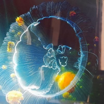 publicnetra's profile image