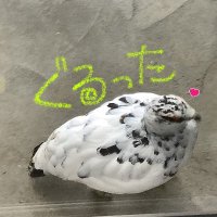 ぐるったネットワーク大町(@GruttaNetwork) 's Twitter Profile Photo