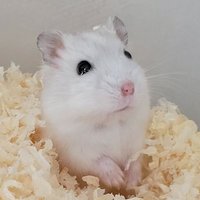 ムー (@noid_b_s_a) 's Twitter Profile