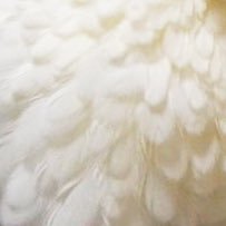しばたにさんのプロフィール画像