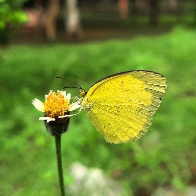 ☮ Tea-addict☕ Trees | Butterflies | Moths | Mushrooms | Insects | Hills & Mountains I N.E. India
🍄🍀🦋🐞 Nemophilist🌳🌱