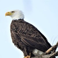 Makiti Mojapelo (@mojapelo_makiti) 's Twitter Profile