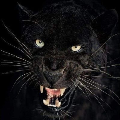 VanBrabant001's profile picture. Een getikte