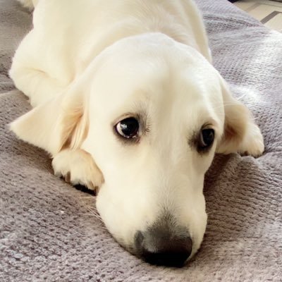 フーガ 行方不明 英国ゴールデンレトリバー 拡散希望 犬探してます 西麻布 捜索中 行方不明犬 英国 ゴールデンレトリバー 英国ゴールデン 白いゴールデンレトリバー 白いゴールデン Englishgoldenretriver Whitegoldenretriever