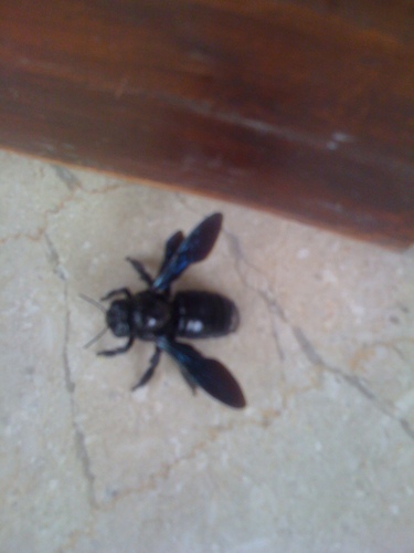 librain2000's profile picture. I believe in equality and justice for all.
When there are so many Fish in the pond than why go for a Frog.