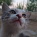 Aksaray Sokak Hayvanı Besleme (@aksaraysokakhay) Twitter profile photo Aksaray Sokak Hayvanı Besleme (@aksaraysokakhay) Twitter profile photo