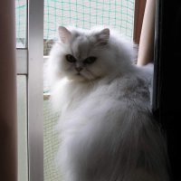 白猫(@FHBJCauOevvKCxy) 's Twitter Profile Photo