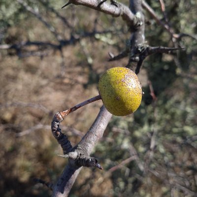 pera_brava's profile picture. Regenerative grazing farm in Almodôvar, Portugal. 

Dedicated to soil health with the help of our good buddies: Ruminants, earthworms and fungi!

ig: pera_brava