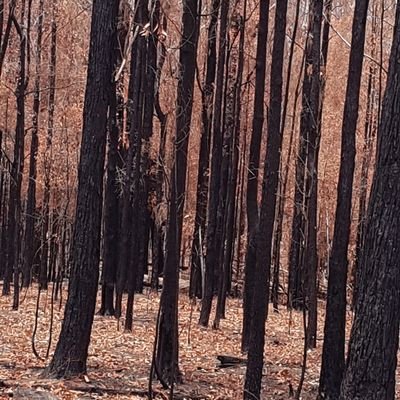 MargyD16's profile picture. From the ashes we will rise, our heartwood is strong.