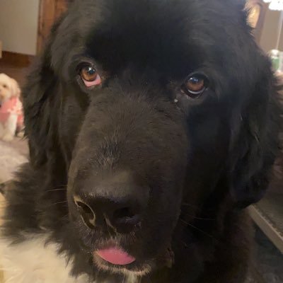 LetsgoB05788572's profile picture. I love my country
