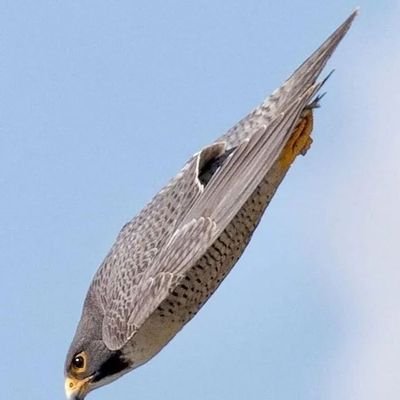 dahir_fei's profile picture. Hardworking mzalendo;organic analyst and a die hard Liverpool fan.