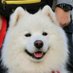 Sugartime (@hayabusajets) Twitter profile photo Sugartime (@hayabusajets) Twitter profile photo