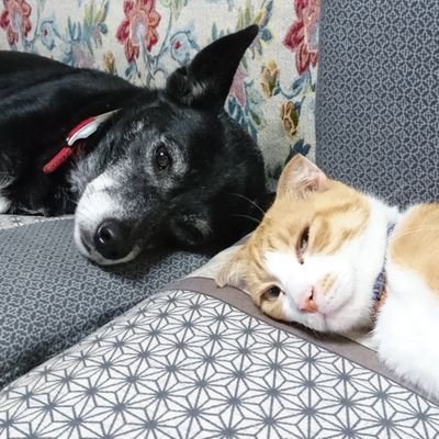 ピクニコのプロフィール写真