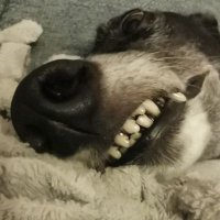 SemtexSue πββοΈπ§ββοΈπ³οΈβππ³οΈββ§οΈπ¦ (@semtexsue) 's Twitter Profile