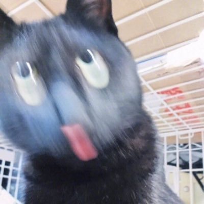 트친소 식빵さんのプロフィール画像