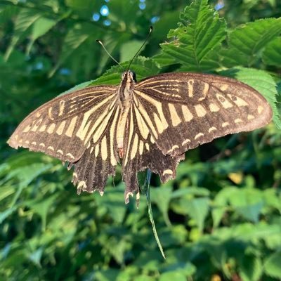 Kayuri121's profile picture. 音楽と小説と酒が大好き。その他諸々とにかく何でも大好き。酒はジンとウィスキー、ゲームはアナデンとFGOやってます。 最近涙腺緩くて老化を感じてる。ブログでは益体も無いことをつらつら書いてます。 是非Follow Me！