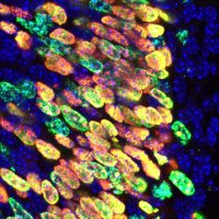 Bellefroid Lab (@dev_gen_lab) 's Twitter Profile
