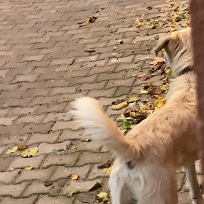 iremozturrrkkk's profile picture. 