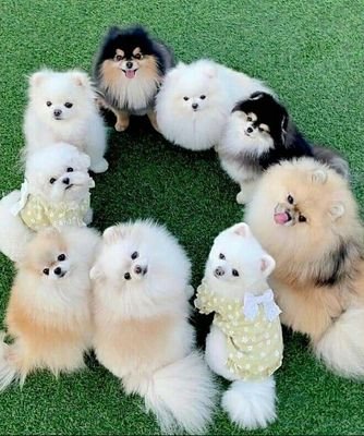 Pet 🐶🐕 breeder. Pomeranian puppies available.