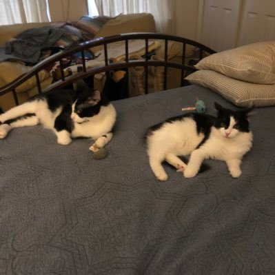 Just a couple of Tuxedo Cats reining over Humans ! I only follow other cats, most humans suck! Not yours or mine but most!