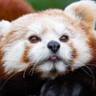 kakeda_ailurus's profile picture. 🔞 red panda 🐼, 21 years , (chilean🇨🇱)