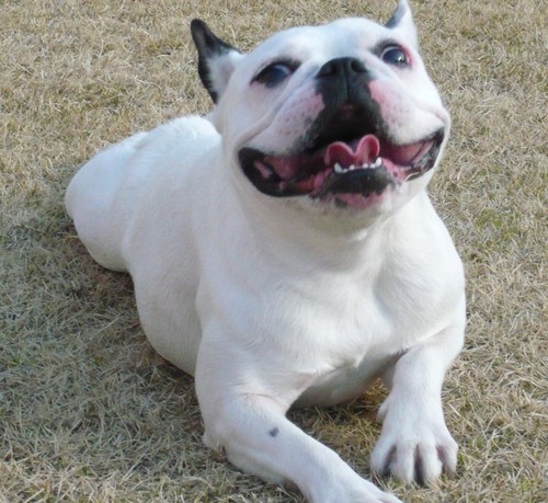 愛犬を飼う予定もしくは愛犬ともう暮らしているあなたへ
ペットに愛情と同じぐらい時間も注いでいますか？？仕事、子育てでなかなか時間が作れない方の為に、量販店と同程度の価格でペット日用品を宅配しています。その他に代行（散歩、通院、しつけ）などまとまった時間が出来ない方のために請け負ったりしています。