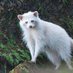 spirit raccoon MD (@spirit_raccoon) Twitter profile photo spirit raccoon MD (@spirit_raccoon) Twitter profile photo