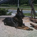 Peter Gallant - @HFXK9 - Twitter