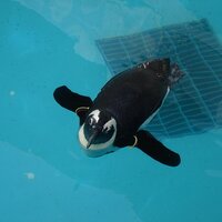 Nagasaki-Penguin (@stillevening) 's Twitter Profile Photo