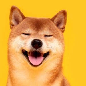 nikaBtc's profile picture. No needed