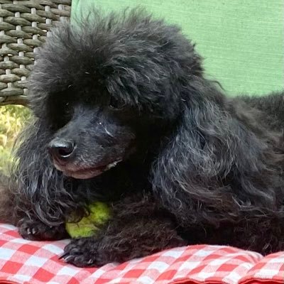 Mom, grandma, Single and still working. Life long Democrat. Libtard, Retard. Used to believe love conquers all. No lists, no DMs @suzyspectacle.bsky.social