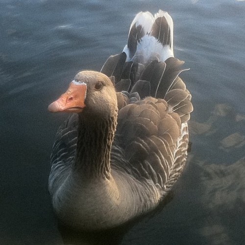 mavbow's profile picture. 