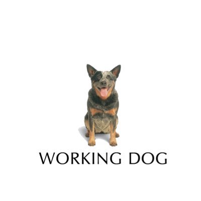 workingdogprod Profile Picture