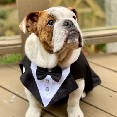 I'm an English Bulldog who LOVES the students of Samford University! (Not endorsed or supported by the University - just like to make people happy!)