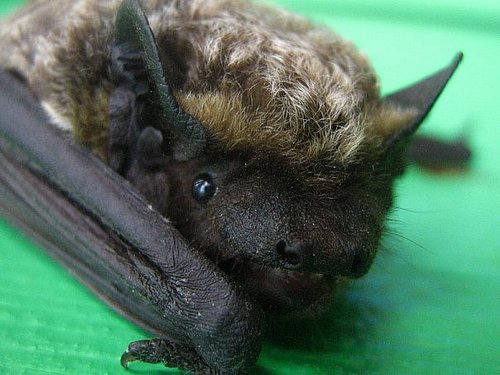 hazik383's profile picture. 