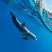 chengguangyao (@chengguangyao1) 's Twitter Profile
