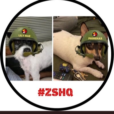 Hi We are two adorable Jack Russel Terriers who love our mommy and daddy. We are here to make new friends.#dogsoftwitter privates in #ZSHQ no dms