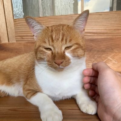 ポケカ、apex、ロルカナやってます。YouTube:Rxちゃんねるにて編集兼プレヤーとして動画をあげてますのでチャンネル登録等お願いします。Rxちゃんねる: https://t.co/BzVwRsbhiM 長崎 壱岐市