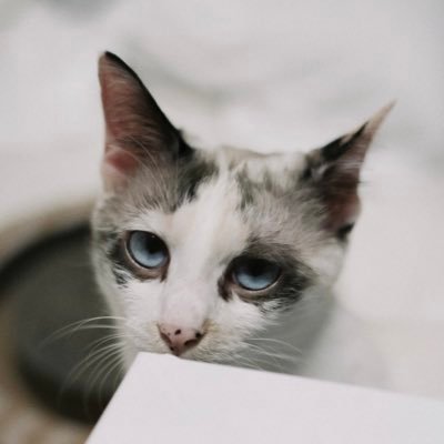 シャムミックスの保護猫シャル|青目のアンニュイ猫