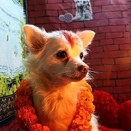 dhamma_chakra's profile picture. 