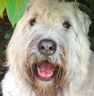 hcbeimler's profile picture. Finance professional located in the greater Puget Sound. Lover of dogs, the outdoors and things that grow.