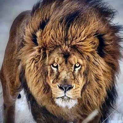 Surgeon...from Himachal.!! Love 🌺Himachal🌺 Punjab.🇮🇳🌺Himalaya हिमालय 🏵🙏੧ਓ ਸੱਤ ਸੀ੍ ਅਕਾਲ ☬🙏
१ऊँ जय महाकाल 🔱 🙏🕉️🌺ཨོཾ་མ་ཎི་པདྨེ་ཧཱུྃ 🙏🌸🌸