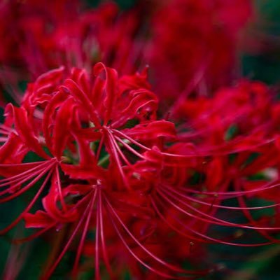 捨子花 取引垢 Syaneka61 Twitter 捨子花 取引垢 Syaneka61 Twitter