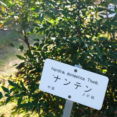 N.domesticaさんのプロフィール画像