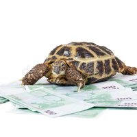 Tortoise investor(@InvestTortoise) 's Twitter Profile Photo