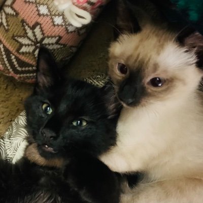 Provider of premium real kitty NFT's of my precious big boy Bollo and my sweet baby angel Naboo. All proceeds go to giving these babies the best life. Rarible.