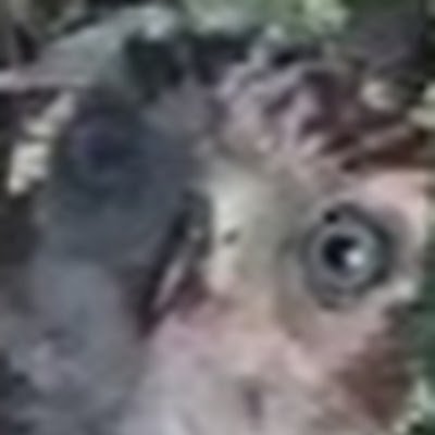 SanchoksL's profile picture. 