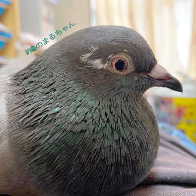 まるの飼い主 かいり Hato Marumaru Twitter まるの飼い主 かいり Hato Marumaru Twitter